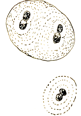 Duas colônias de Anacystis, com