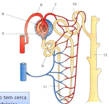 Cada rim humano tem cerca de 1 milhão de nefrónios. A porção vascular de um nefrónio apresenta duas redes de capilares: glomérulo de Malpighi e rede de capilares peritubulares. 5. Cápsula de Bowman 6.