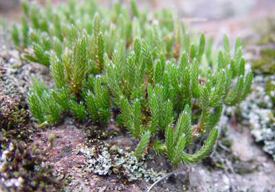 : Lycopodiella) ou estruturas micorrízicas subterrâneas (ex.: Lycopodium) figura 7-. As licopodófitas podem ser homosporadas como briófitas ou psilófitas.