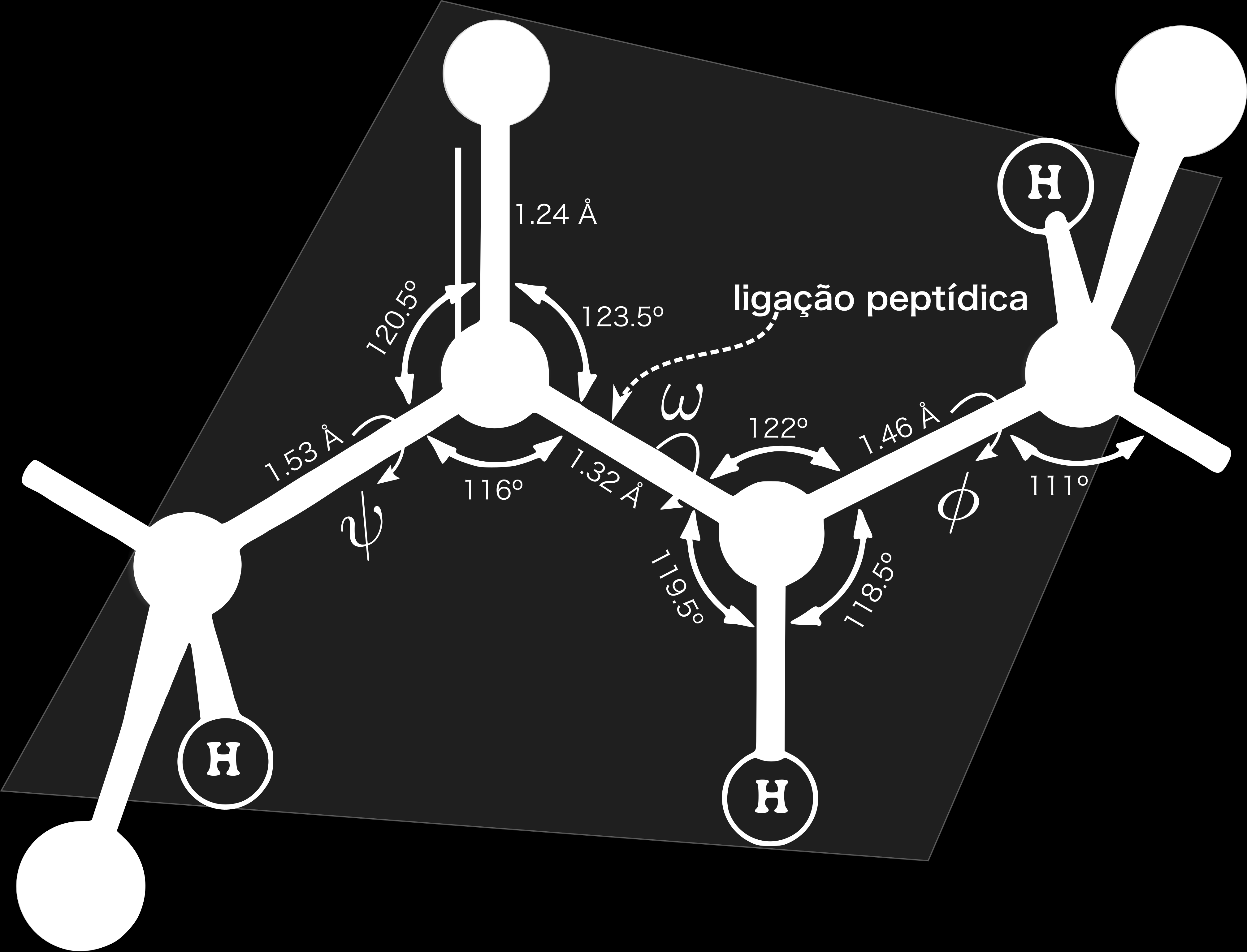 35 Capítulo 2. Proteínas Na década de 1930, Linus Pauling e Robert Corey iniciaram uma série de estudos sobre a geometria e dimensão das ligações peptídicas em estruturas cristalinas de moléculas.