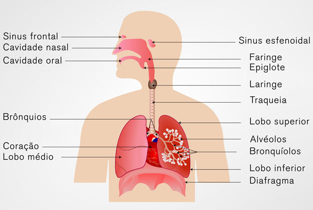 3.1 Aspectos morfofuncionais do sistema respiratório O sistema respiratório é constituído pelo nariz, faringe, laringe, traqueia, brônquios e pulmões.