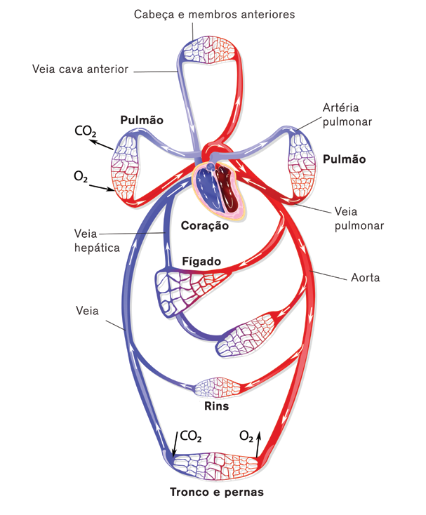 Já a circulação do sangue contendo gás carbônico e metabólitos do átrio direito, sua oxigenação nos pulmões, e retorno até o átrio esquerdo é conhecida como circulação pulmonar (BERNE E LEVY, 2009 p.