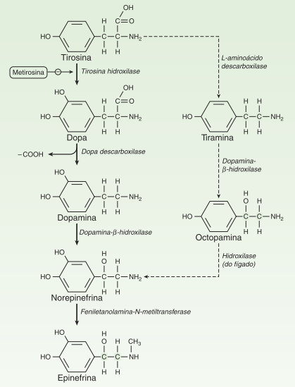 Biossíntese de catecolamina Introdução à