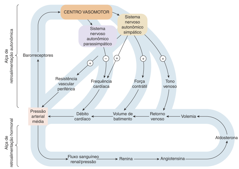 Organização funcional da atividade autonômica Integração