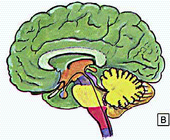 movimentos estereotipados do corpo, equilíbrio e movimento