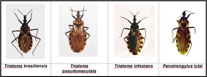 A espécie mais prevalente foi Triatoma pseudomaculata, com 650 ocorrências, o que corresponde a 52,2% do total das espécies encontradas.