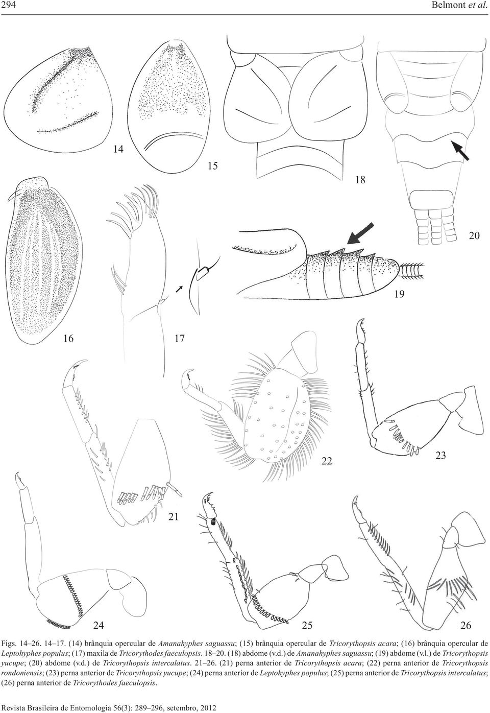 faeculopsis. 18 20. (18) abdome (v.d.) de Amanahyphes saguassu; (19) abdome (v.l.) de Tricorythopsis yucupe; (20) abdome (v.d.) de Tricorythopsis intercalatus. 21 26.