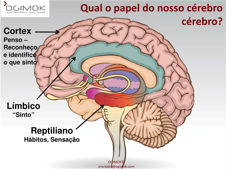 papel do nosso cérebro cérebro?