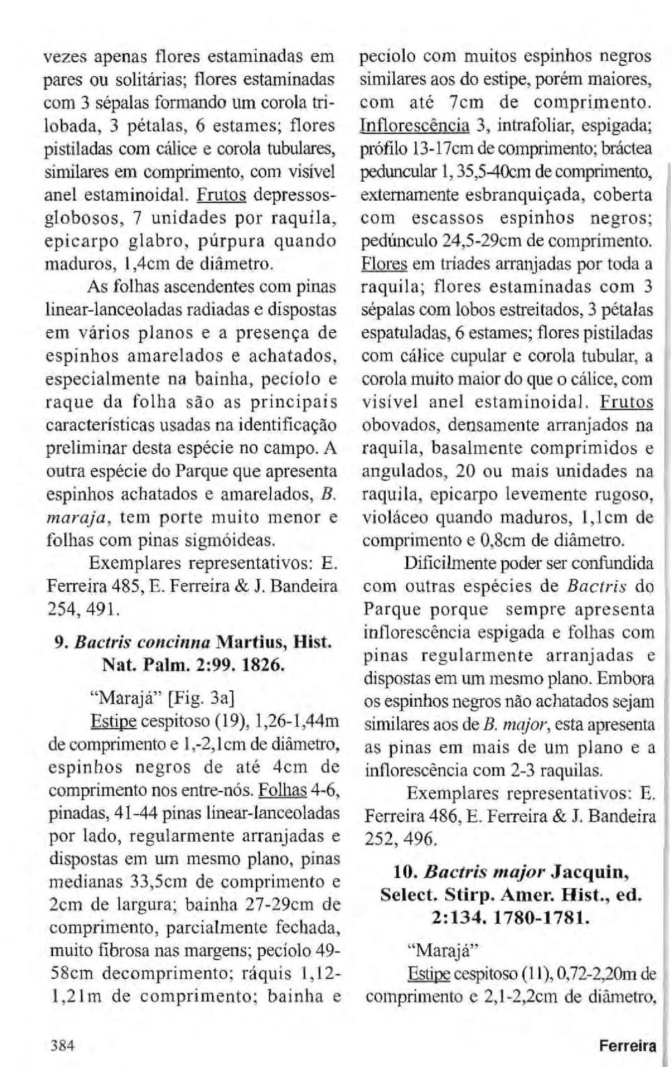 As folhas ascendentes com pinas linear-lanceoladas radiadas e dispostas em vários planos e a presença de espinhos amarelados e achatados, especialmente na bainha, pecíolo e raque da folha são as