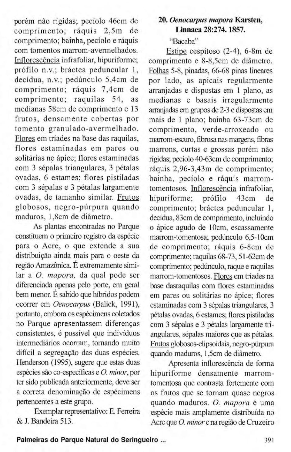 Flores em tríades na base das raquilas, flores estaminadas em pares ou solitárias no ápice; flores estaminadas com 3 sépalas triangulares, 3 pétalas ovadas, 6 estames; flores pistiladas com 3 sépalas