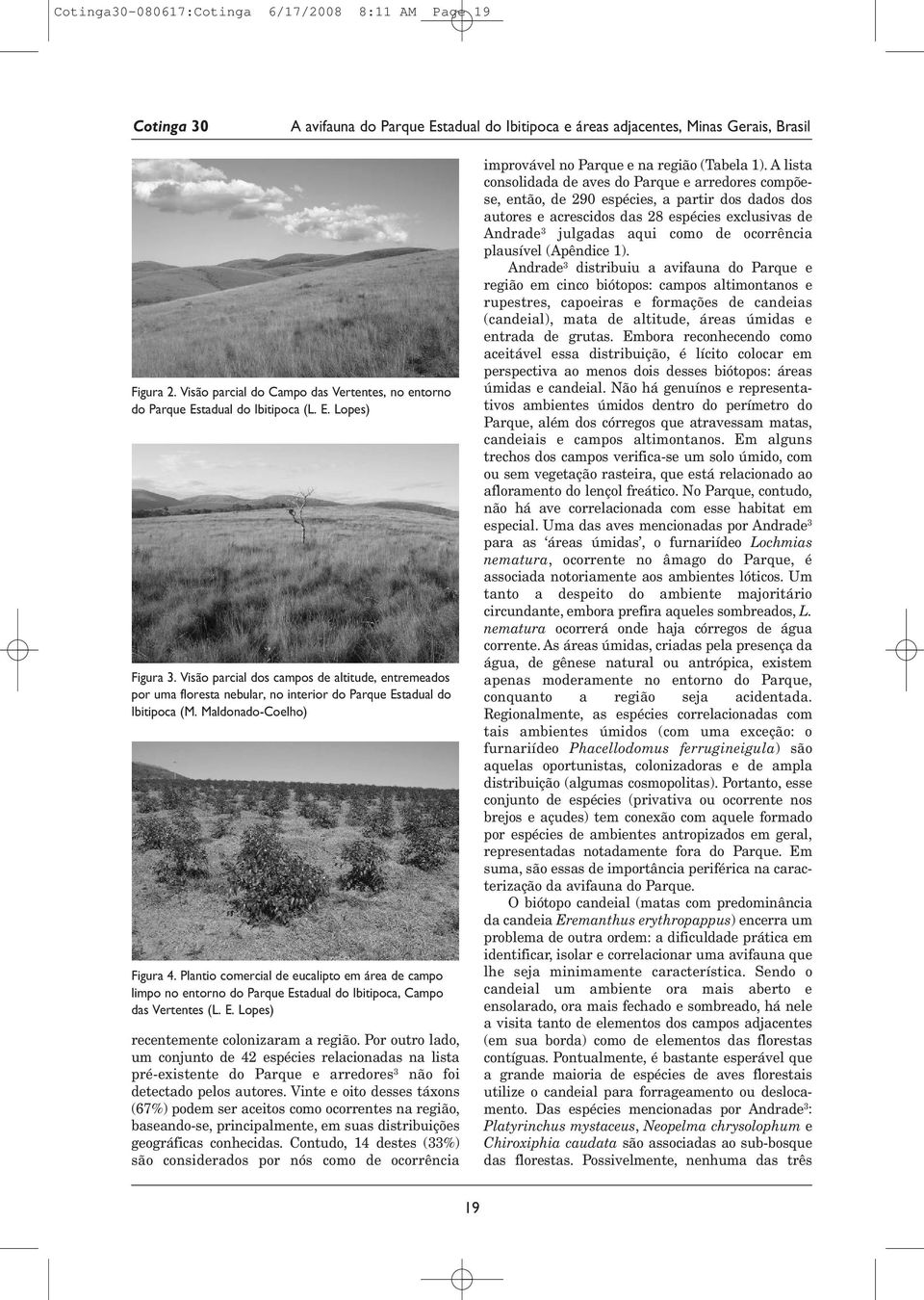 Plantio comercial de eucalipto em área de campo limpo no entorno do Parque Estadual do Ibitipoca, Campo das Vertentes (L. E. Lopes) recentemente colonizaram a região.