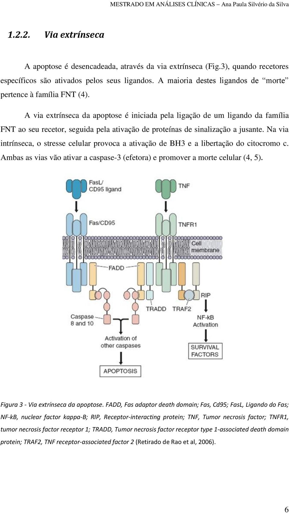 A via extrínseca da apoptose é iniciada pela ligação de um ligando da família FNT ao seu recetor, seguida pela ativação de proteínas de sinalização a jusante.