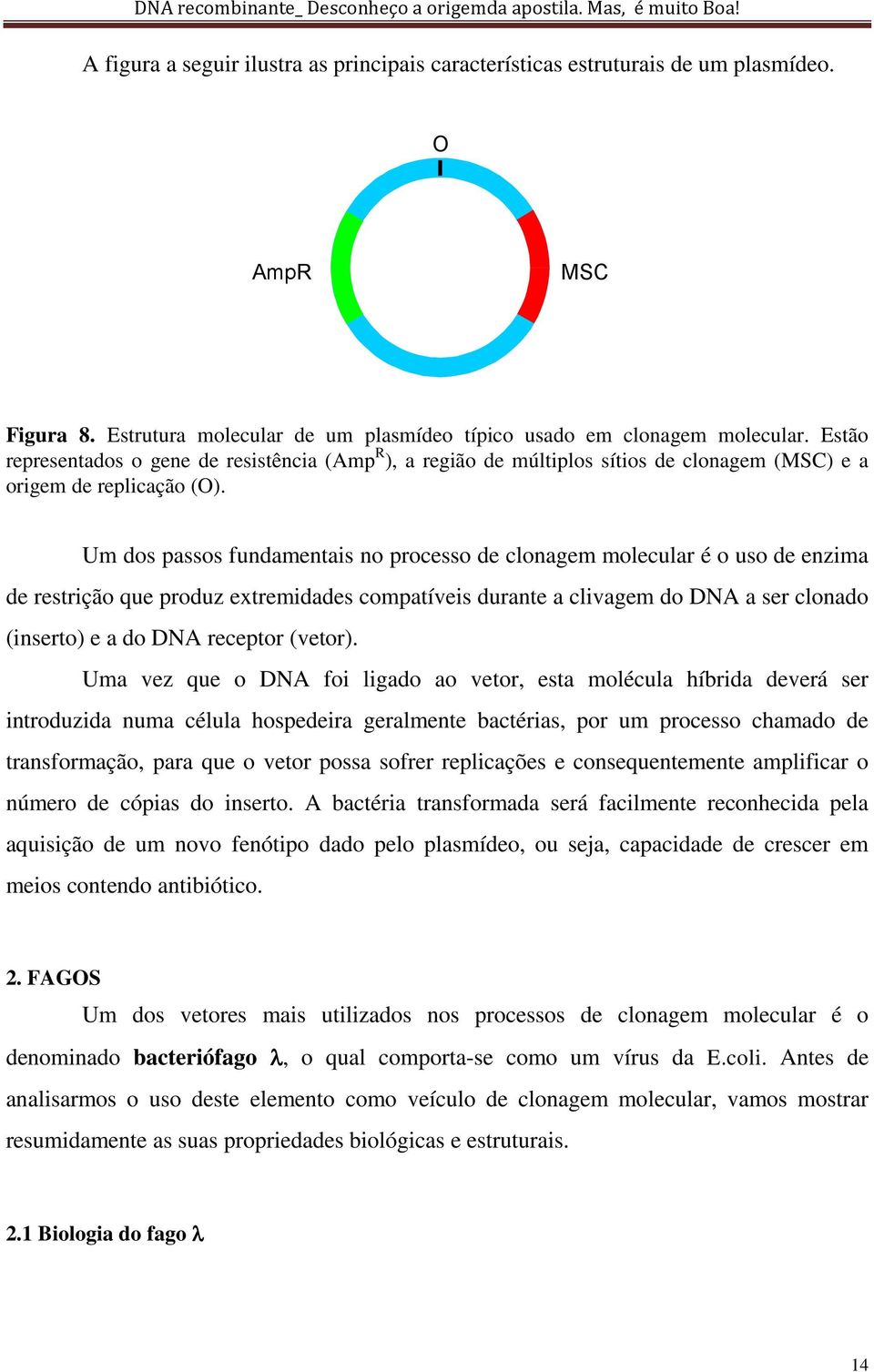 Um do pao fundamentai no proceo de clonagem molecular é o uo de enzima de retrição que produz extremidade compatívei durante a clivagem do DNA a er clonado (inerto) e a do DNA receptor (vetor).