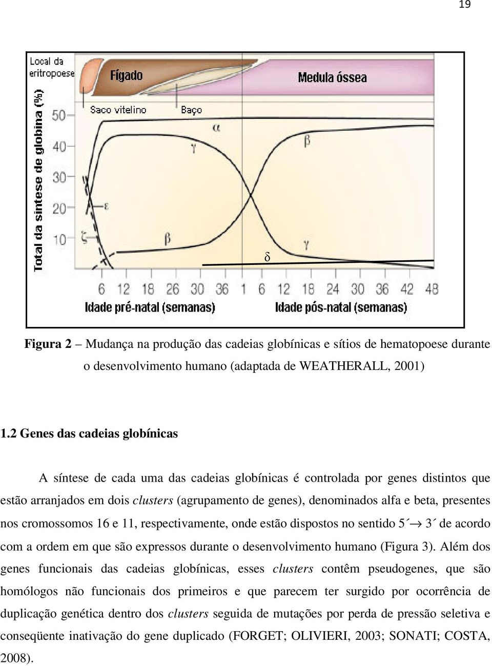 presentes nos cromossomos 16 e 11, respectivamente, onde estão dispostos no sentido 5 3 de acordo com a ordem em que são expressos durante o desenvolvimento humano (Figura 3).