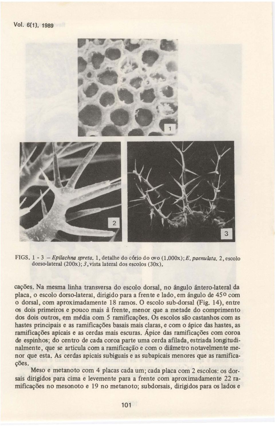 O escolo sub-dorsal (Fig. 14), entre os dois primeiros e pouco mais à frente, menor que a metade do comprimento dos dois outros, em média com 5 ramificações.