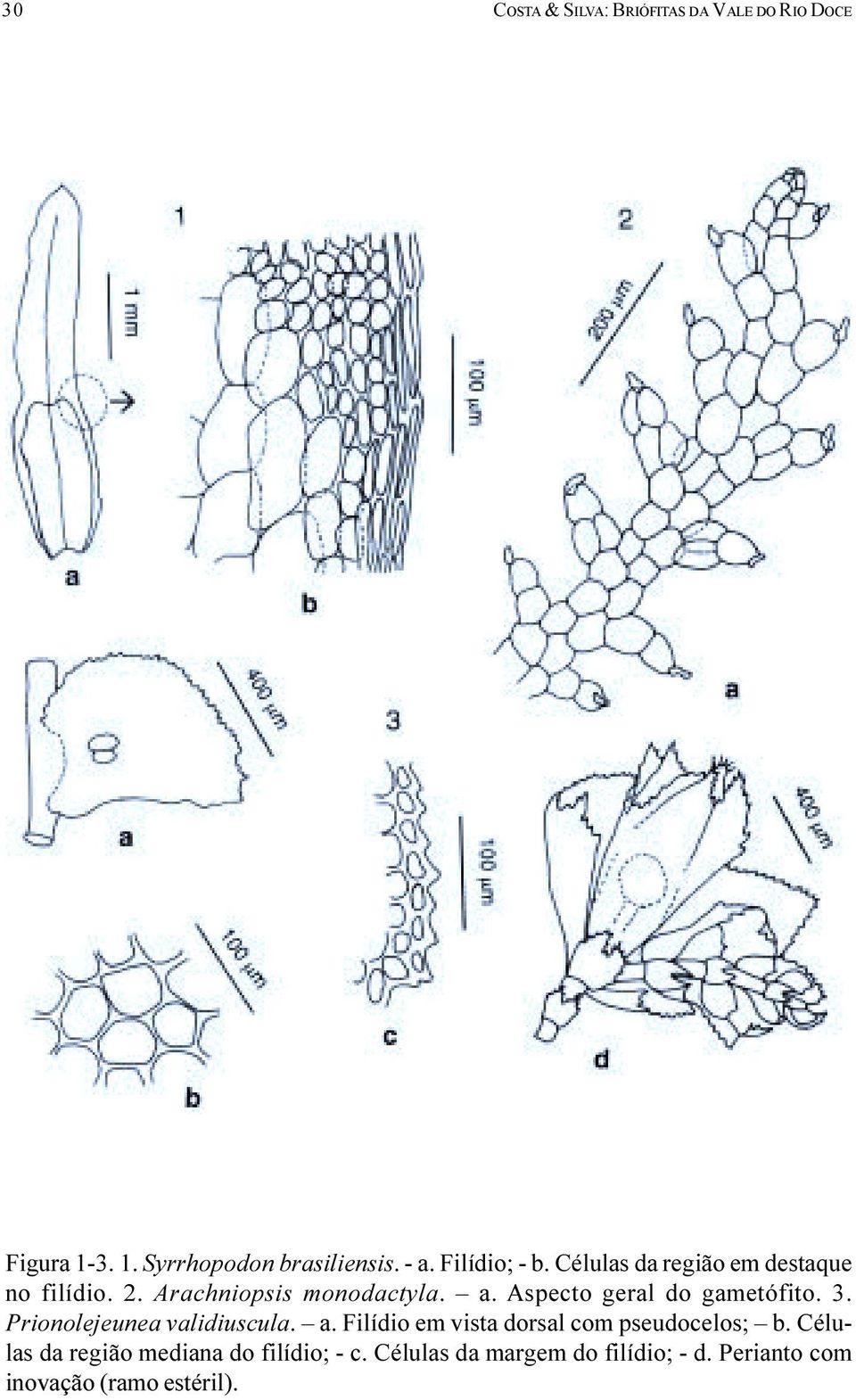 do gametófito 3 Prionolejeunea validiuscula a Filídio em vista dorsal com pseudocelos; b Células