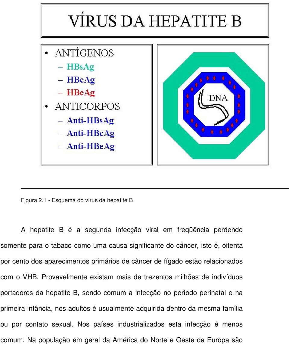 câncer, isto é, oitenta por cento dos aparecimentos primários de câncer de fígado estão relacionados com o VHB.