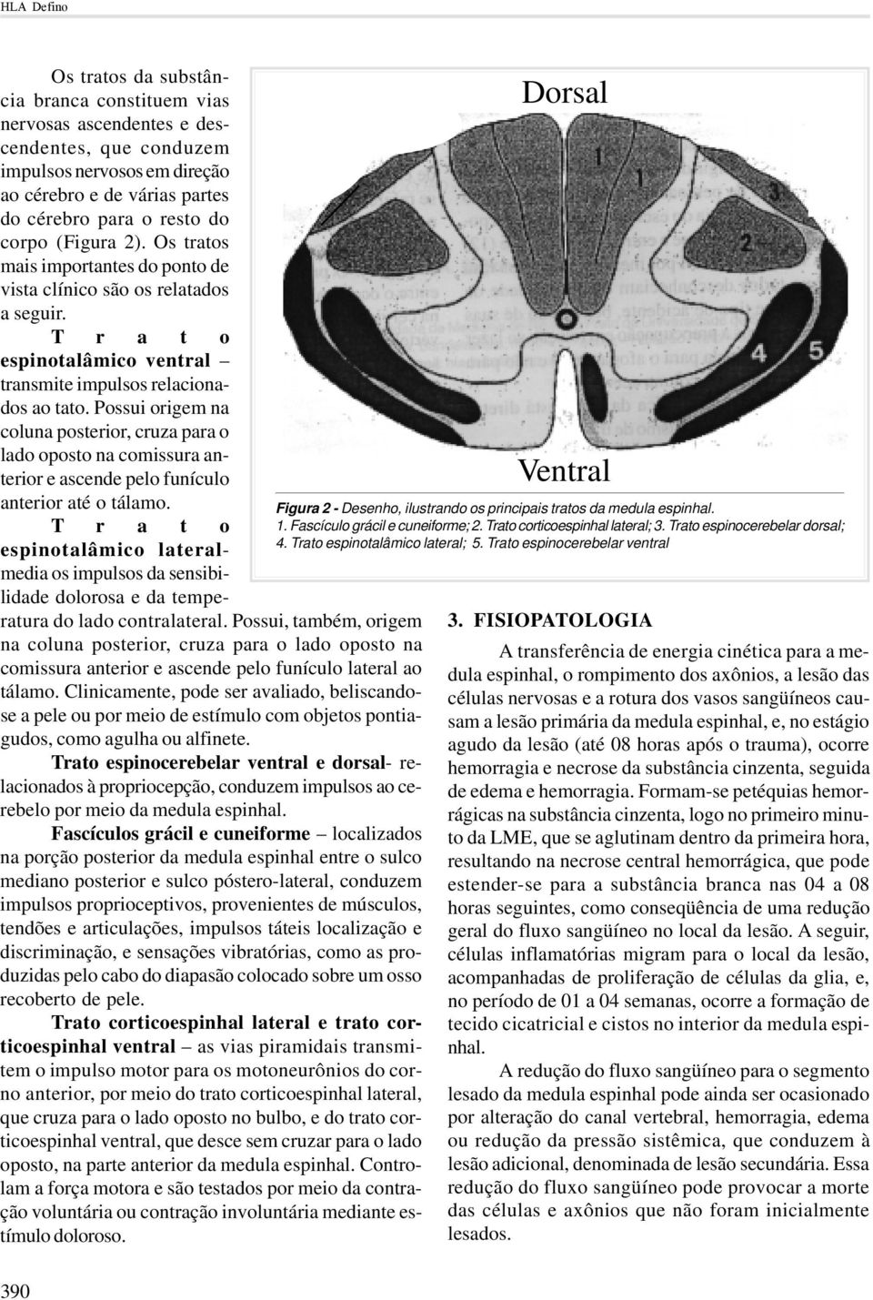 Possui origem na coluna posterior, cruza para o lado oposto na comissura anterior e ascende pelo funículo anterior até o tálamo.