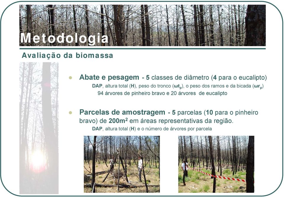 pinheiro bravo e 20 árvores de eucalipto Parcelas de amostragem -5parcelas (10 para o pinheiro