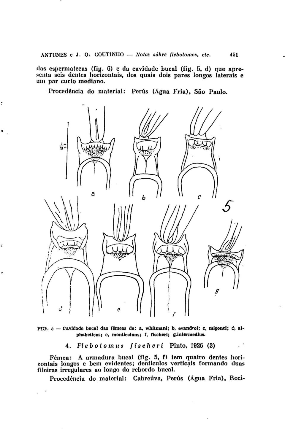 5 - Cavidade bucal das fêmeas de: a. whjtmllni; b, evandroi; c, migonei; e-, alphllbcticus; c, monticoluns; f. fischcri; g.intermedjus. 4.