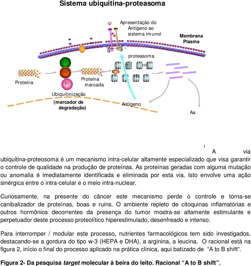 As proteínas geradas com alguma mutação ou anomalia é imediatamente identificada e eliminada por esta via. Isto envolve uma ação sinérgica entre o intra-celular e o meio intra-nuclear.