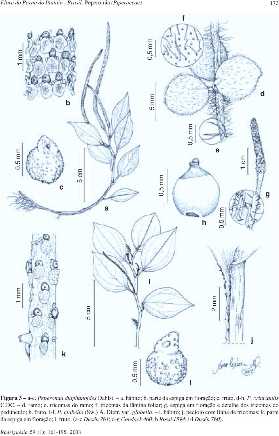 tricomas do ramo; f. tricomas da lâmina foliar; g. espiga em floração e detalhe dos tricomas do pedúnculo; h. fruto. i-l. P. glabella (Sw.