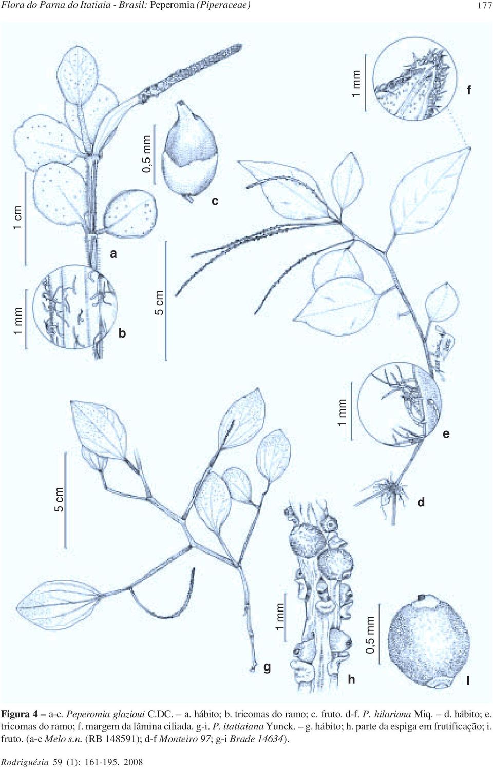 d. hábito; e. tricomas do ramo; f. margem da lâmina ciliada. g-i. P. itatiaiana Yunck. g. hábito; h.