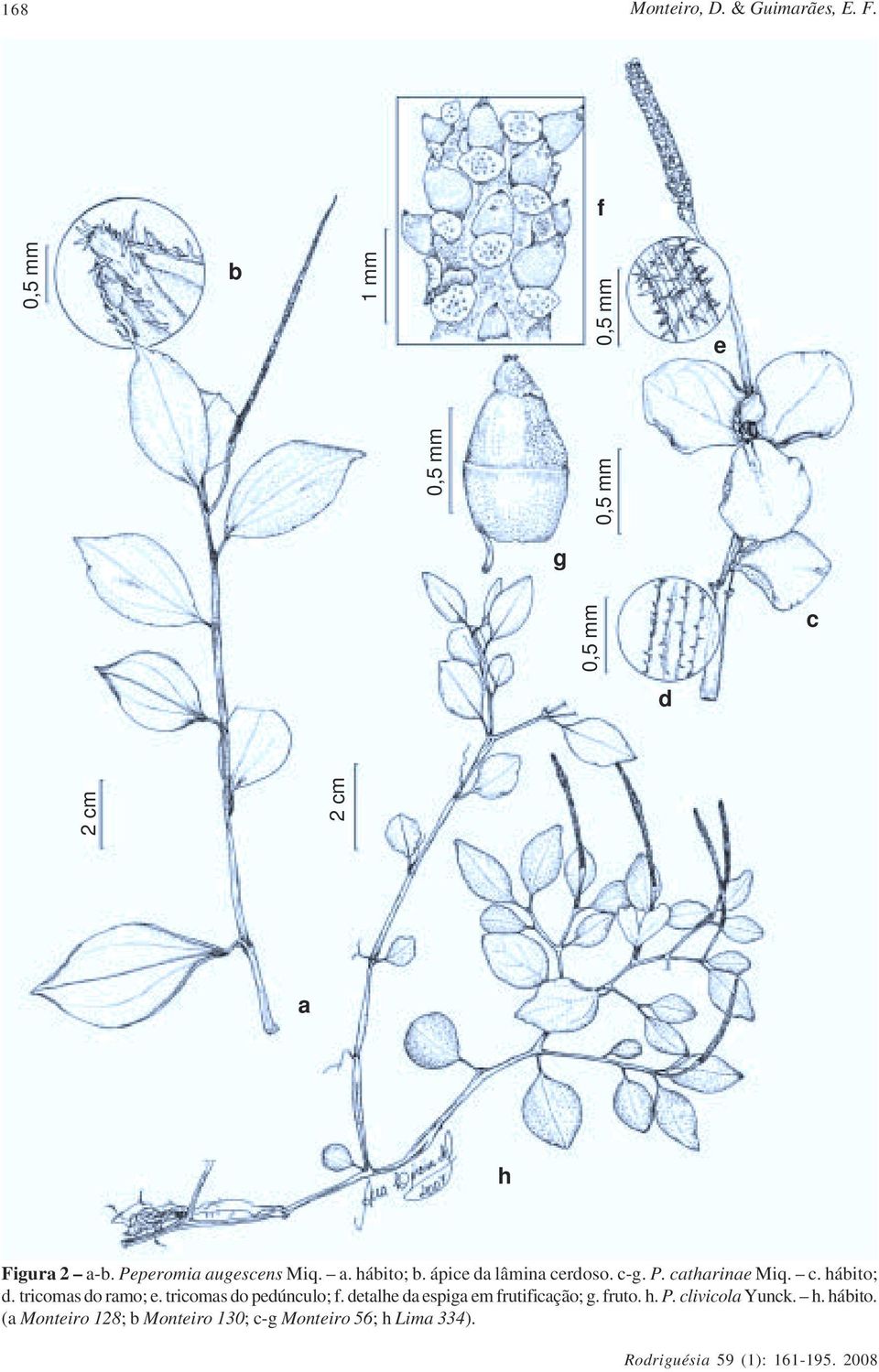 tricomas do ramo; e. tricomas do pedúnculo; f. detalhe da espiga em frutificação; g. fruto.