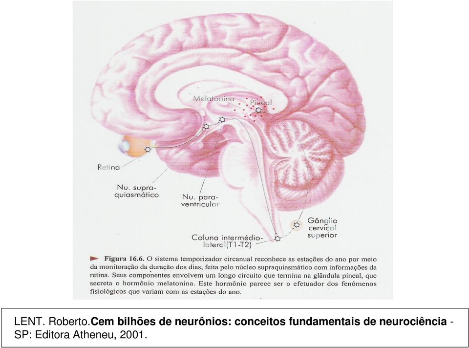 conceitos fundamentais de