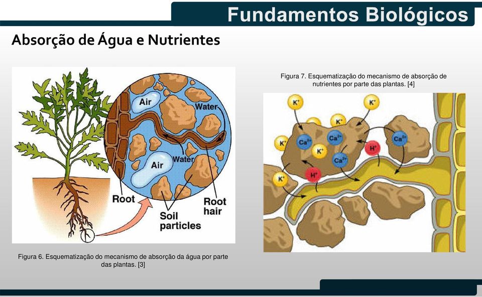 nutrientes por parte das plantas. [4] Figura 6.