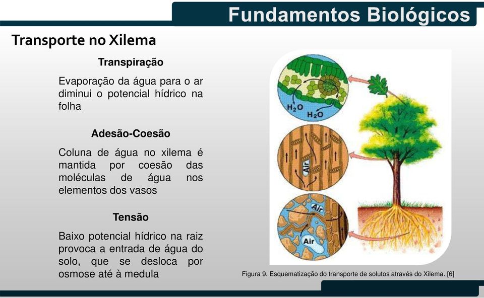 elementos dos vasos Tensão Baixo potencial hídrico na raiz provoca a entrada de água do solo, que