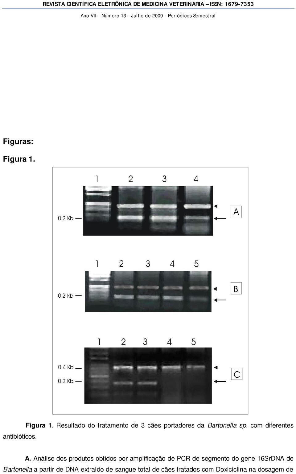 Resultado do tratamento de 3 cães portadores da Bartonella sp.