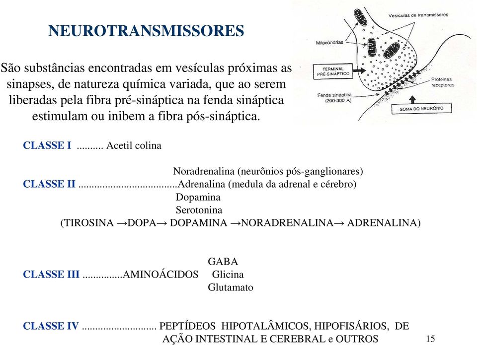 .. Acetil colina Noradrenalina (neurônios pós-ganglionares) CLASSE II.