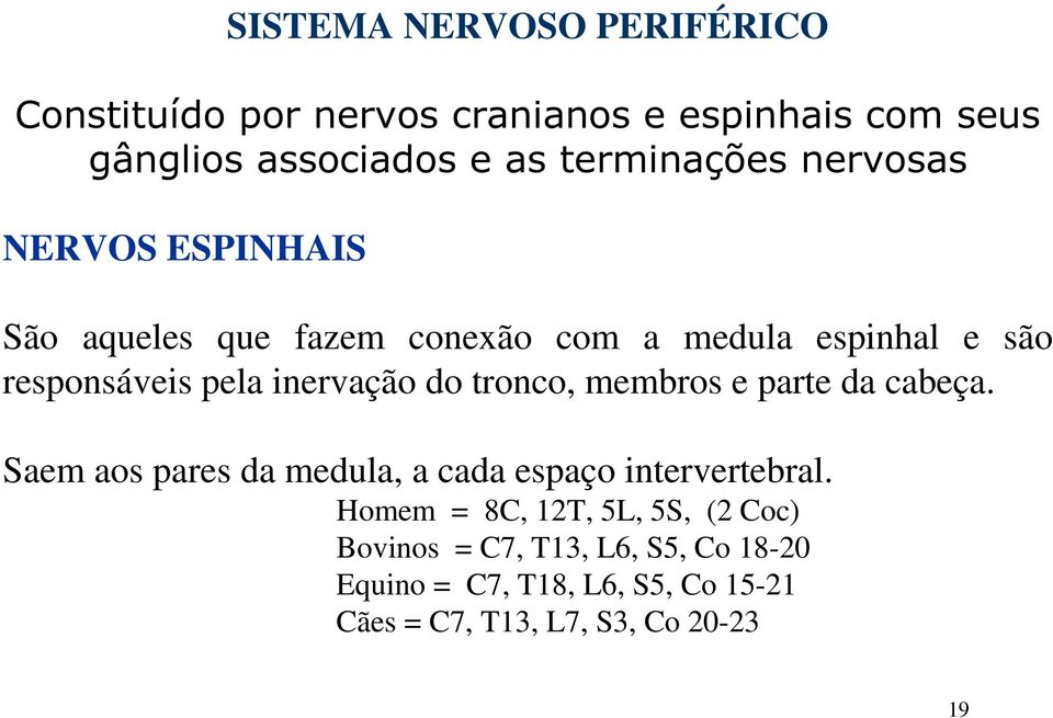 inervação do tronco, membros e parte da cabeça. Saem aos pares da medula, a cada espaço intervertebral.