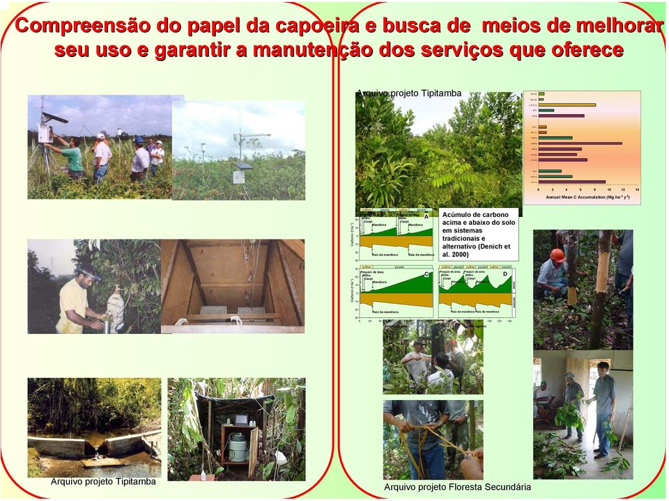 área Preparo de área Milho Milho Caupi Caupi Mandioca Mandioca A Raiz da mandioca Raiz da mandioca Acúmulo de carbono acima e abaixo do solo em sistemas tradicionais e alternativo (Denich et al.