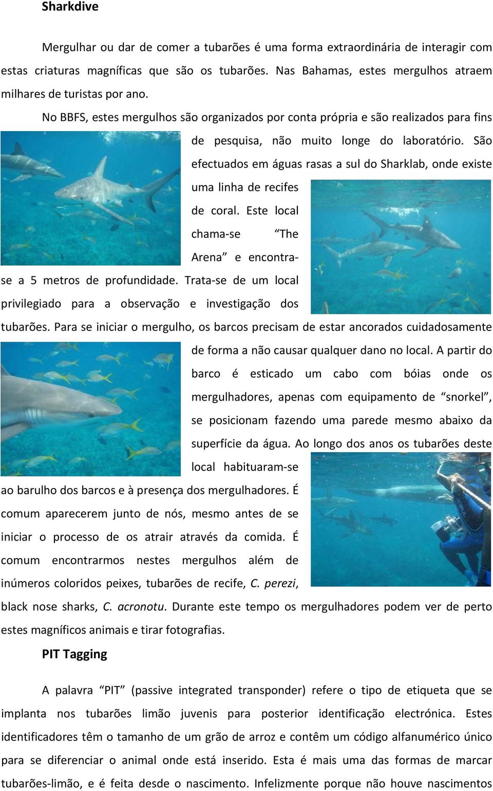 São efectuados em águas rasas a sul do Sharklab, onde existe uma linha de recifes de coral. Este local chama se The Arena e encontrase a 5 metros de profundidade.