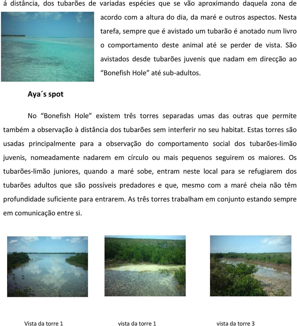 São avistados desde tubarões juvenis que nadam em direcção ao Bonefish Hole até sub adultos.