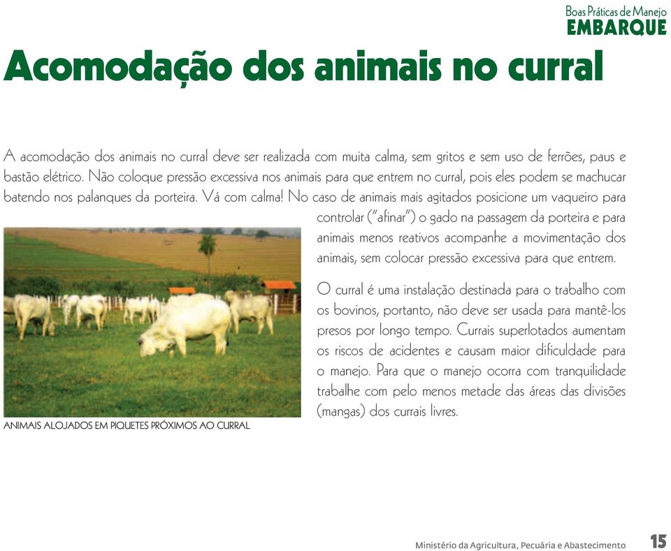 No caso de animais mais agitados posicione um vaqueiro para controlar ( afinar ) o gado na passagem da porteira e para animais menos reativos acompanhe a movimentação dos animais, sem colocar pressão