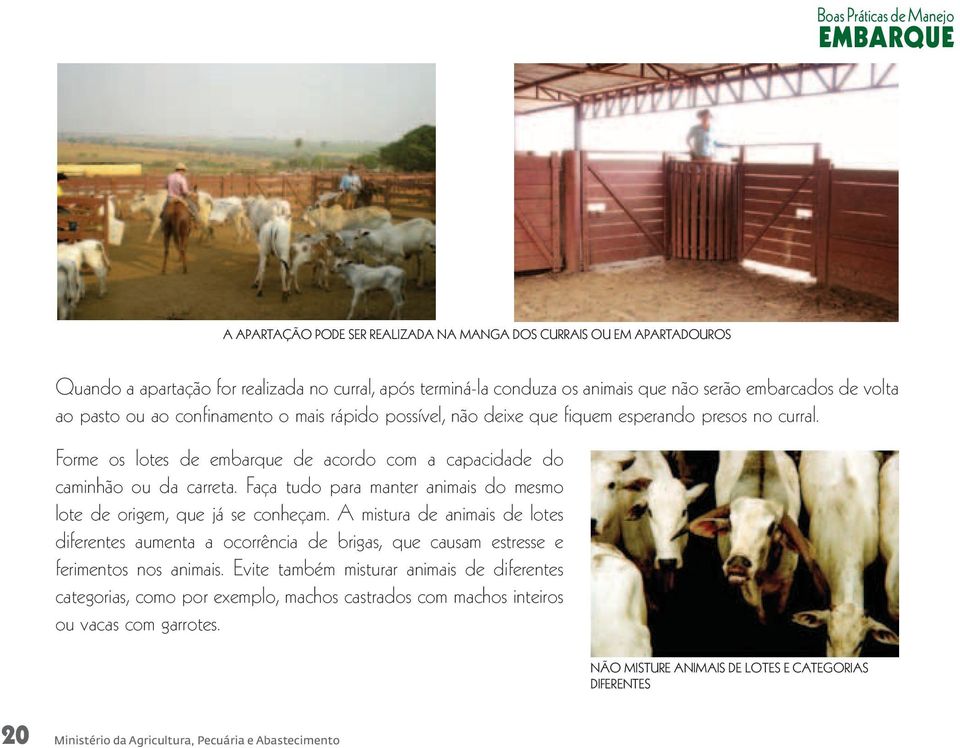 Forme os lotes de embarque de acordo com a capacidade do caminhão ou da carreta. Faça tudo para manter animais do mesmo lote de origem, que já se conheçam.