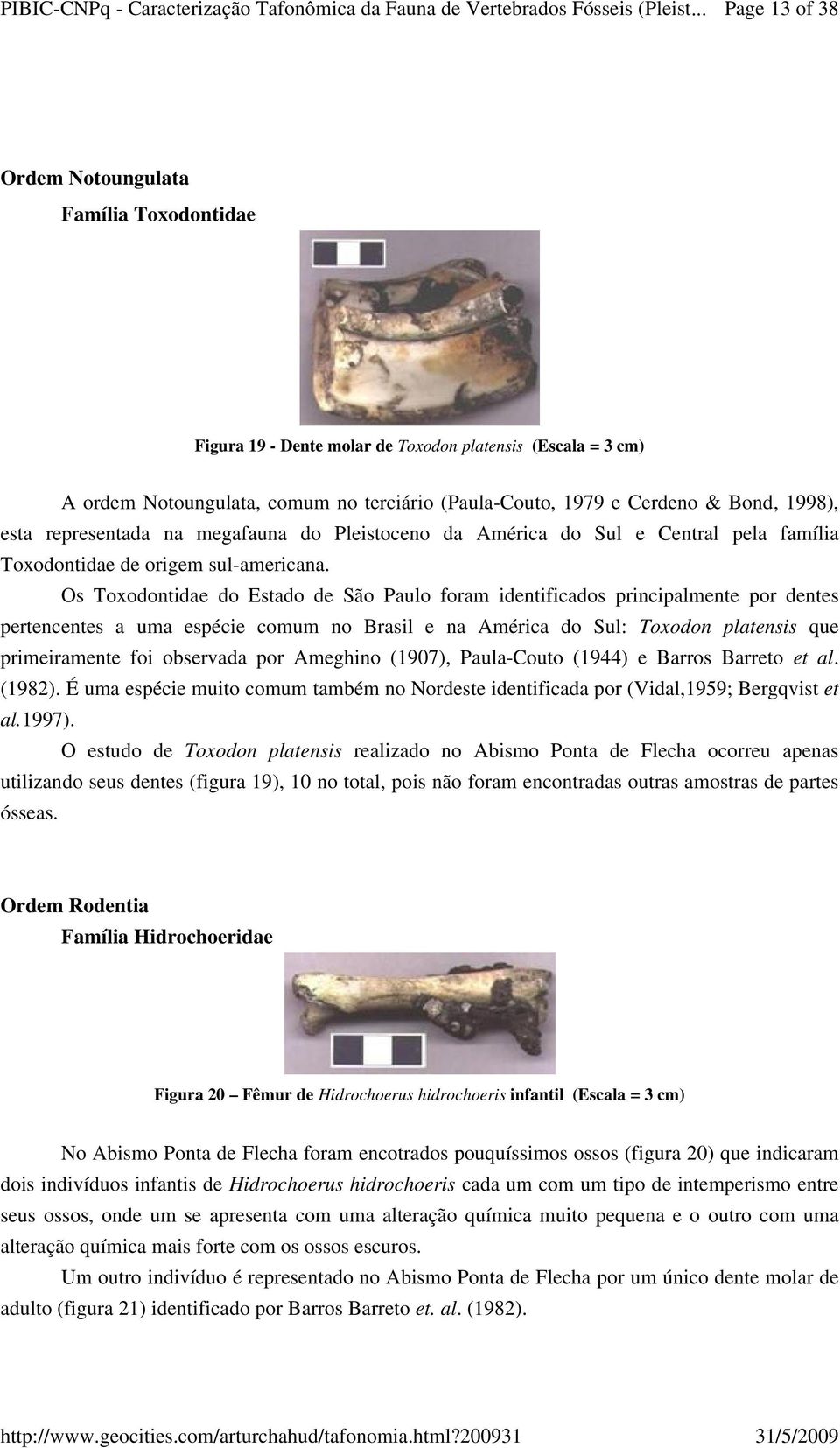 Os Toxodontidae do Estado de São Paulo foram identificados principalmente por dentes pertencentes a uma espécie comum no Brasil e na América do Sul: Toxodon platensis que primeiramente foi observada