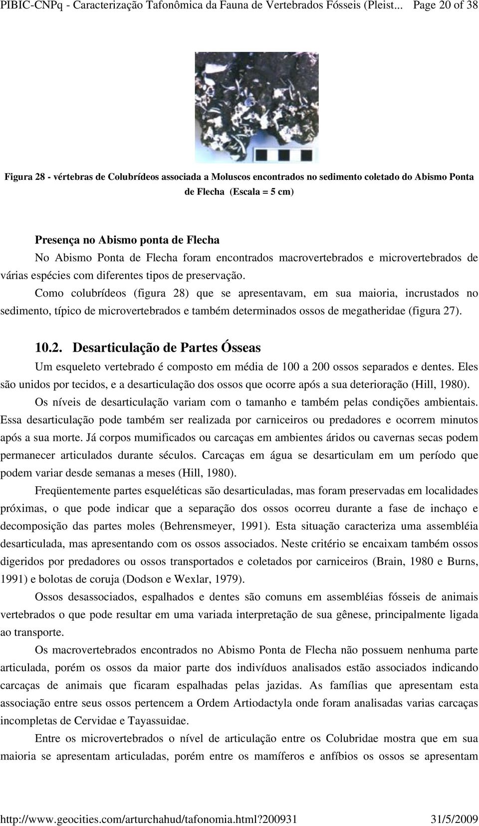 Como colubrídeos (figura 28) que se apresentavam, em sua maioria, incrustados no sedimento, típico de microvertebrados e também determinados ossos de megatheridae (figura 27). 10.2. Desarticulação de Partes Ósseas Um esqueleto vertebrado é composto em média de 100 a 200 ossos separados e dentes.