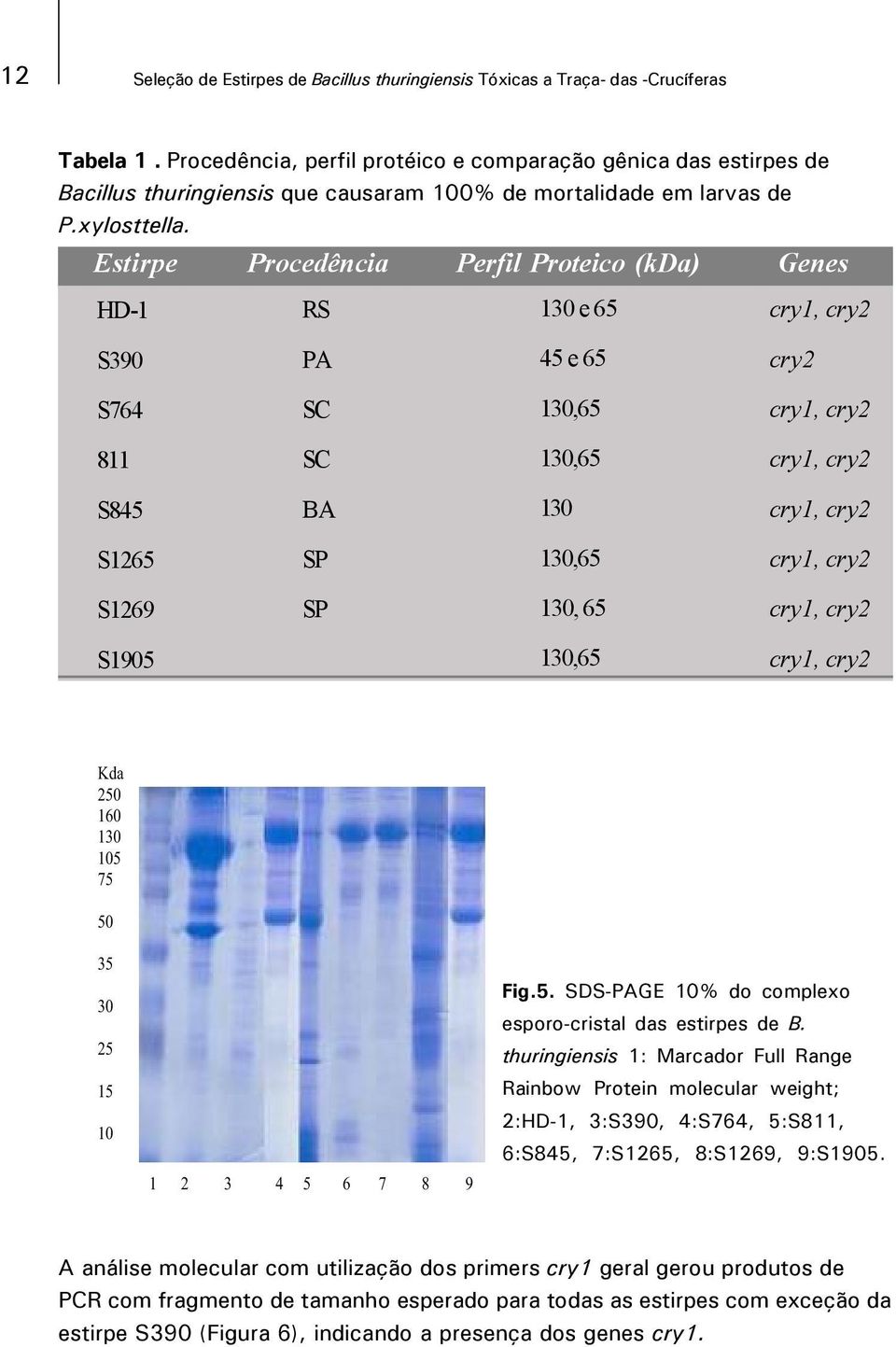 Estirpe Procedência Perfil Proteico (kda) Genes HD-1 RS 130 e 65 cry1, cry2 S390 PA 45 e 65 cry2 S764 SC 130,65 cry1, cry2 811 SC 130,65 cry1, cry2 S845 BA 130 cry1, cry2 S1265 SP 130,65 cry1, cry2