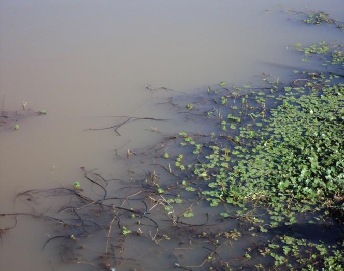 Ribeirão do Lobo: Ponto 4 (Área desmatada; gado confinado; pecuária intensiva).