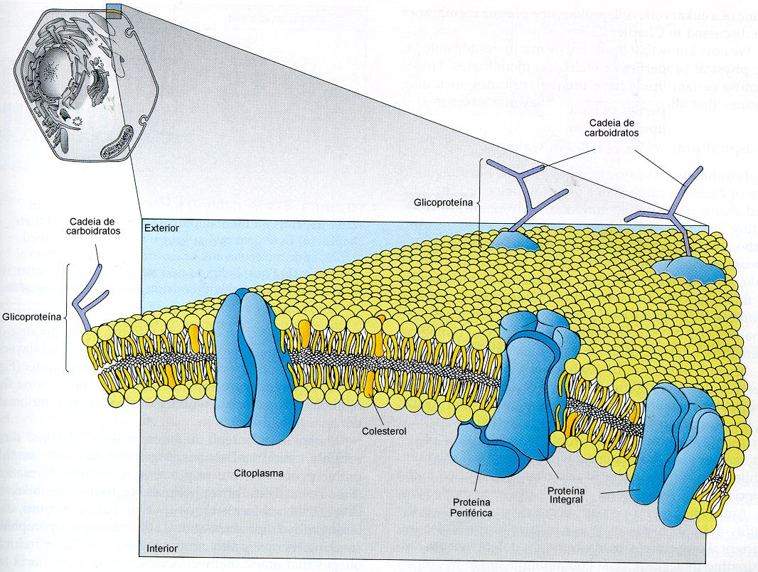 Proteínas de membrana -estrutura da membrana lipídeos / função da