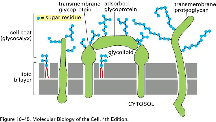 Oligossacarídeos -superfície decorada - oligossacarídeos de glicoproteínas, glicolipídeos e proteoglicanas -proteínas de membrana gicosiladas +