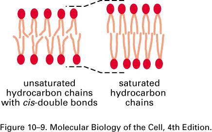 Fluidez de membrana -processos biológicos não ocorrem se a viscosidade da membrana aumentar - fatores que influenciam a fluidez da membrana - composição dos