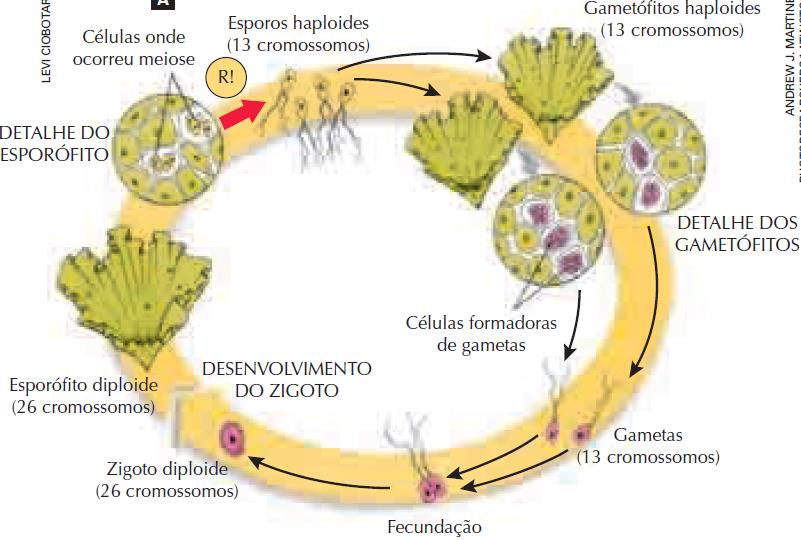 No ciclo de vida de muitas algas multicelulares alternam-se gerações de