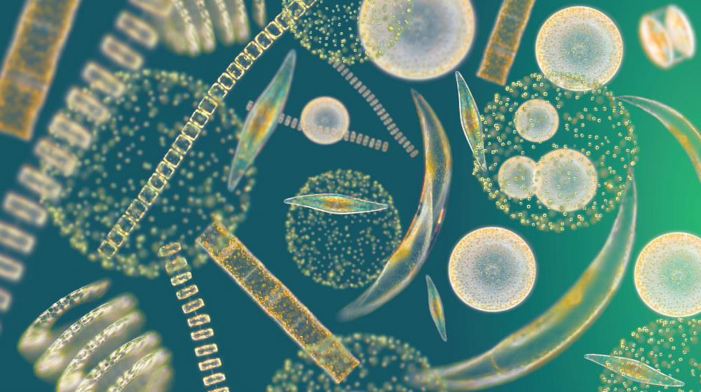 Estima-se que as bactérias e as algas planctônicas sejam