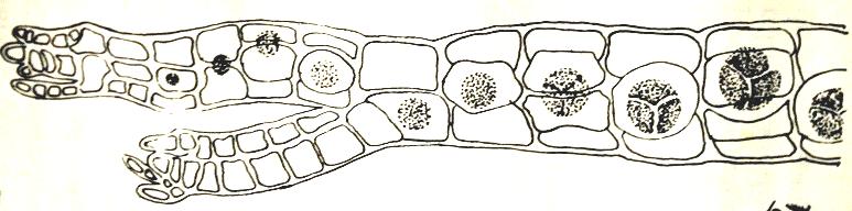 Acima: Ramo de Polysiphonia (alga vermelha) com tetrasporângios (JOLY, 1977, p.