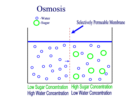 Osmose Difusão da água de uma região de maior concentração de água